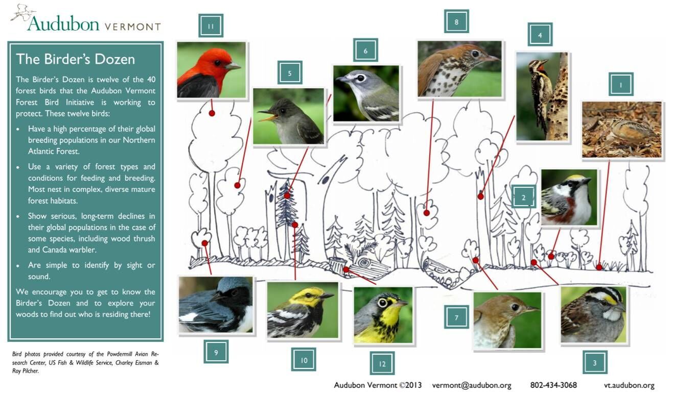 Audubon Bird Graphic
